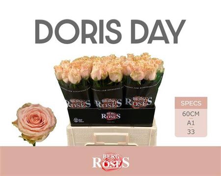 <h4>R Gr Doris Day</h4>