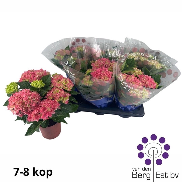 <h4>Hydr M Hi Ocean Roze</h4>