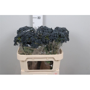 Viburnum Inge