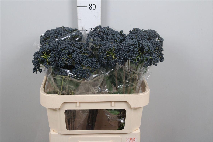 <h4>Viburnum Inge</h4>