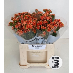Kalanchoe Flaming Orange