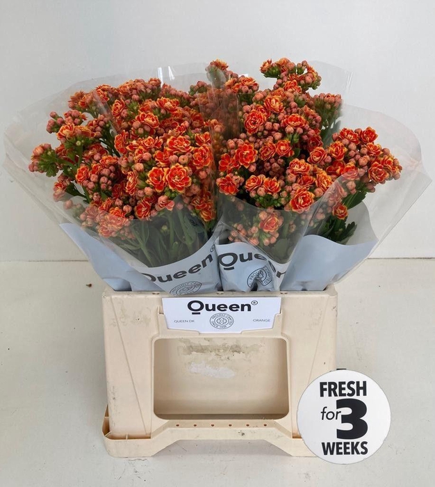 <h4>Kalanchoe Flaming Orange</h4>