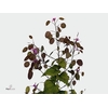 DROOG LUNARIA GROEN 45 CM