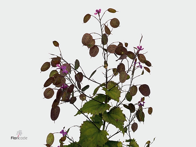 DROOG LUNARIA GROEN 45 CM