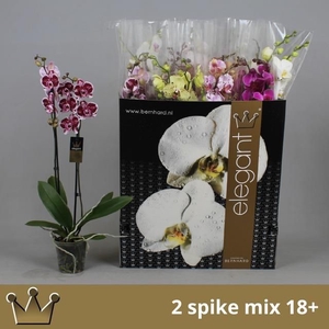 PHAL GEM 8 KL