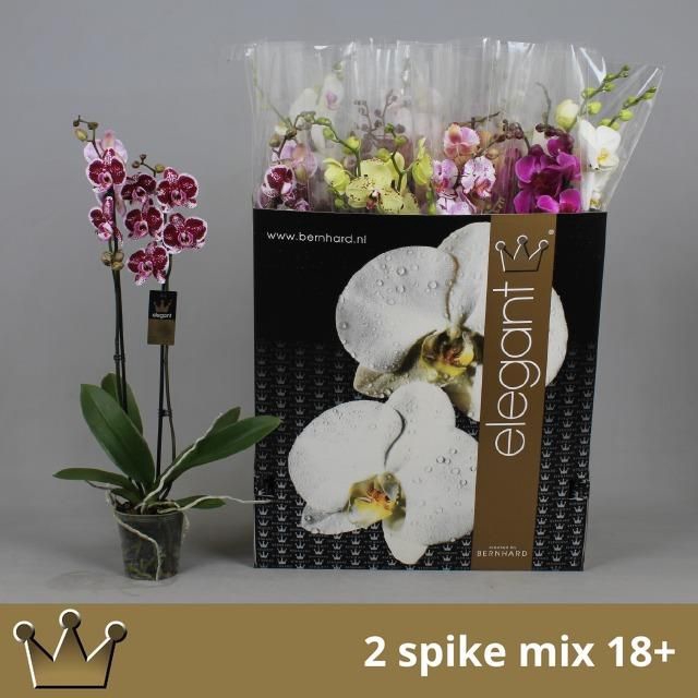 <h4>PHAL GEM 8 KL</h4>