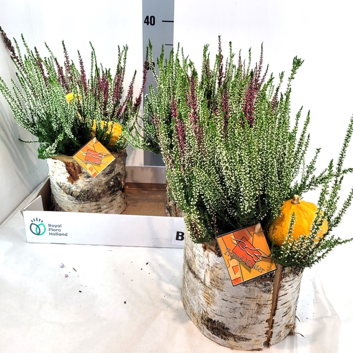 <h4>ARR TUINPLANTEN</h4>