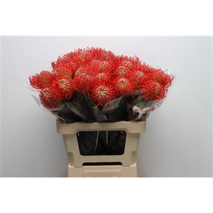 Leuco Ayoba Red