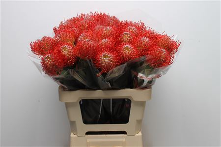 <h4>Leuco Ayoba Red</h4>