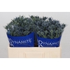 Eryngium Blue Dynamite