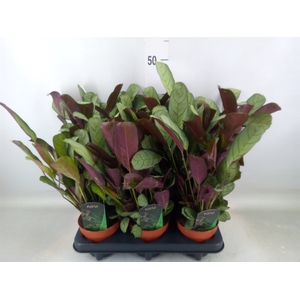 Ctenanthe burle-marxii 'Amagris'