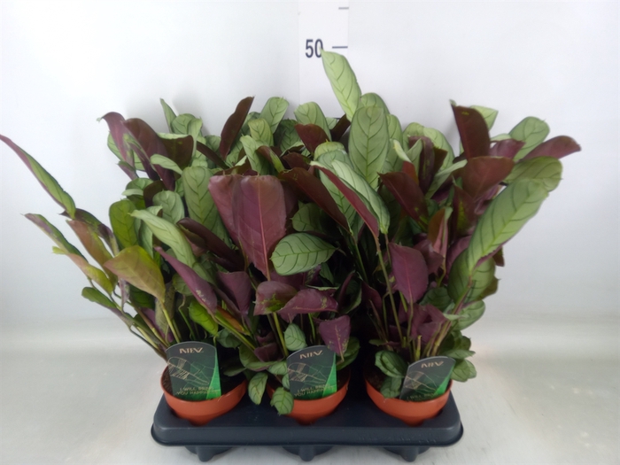 <h4>Ctenanthe burle-marxii 'Amagris'</h4>