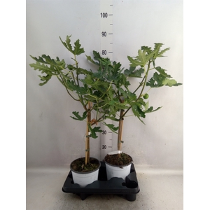 Ficus carica