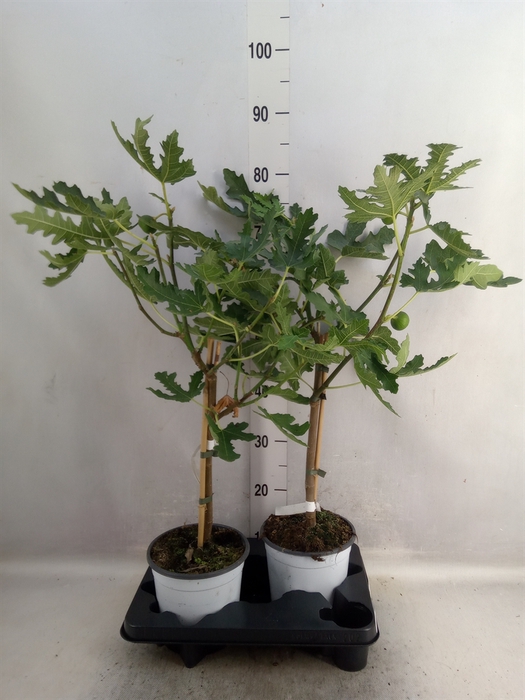 Ficus carica