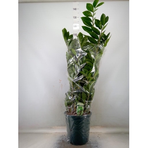 Zamioculcas zamiifolia