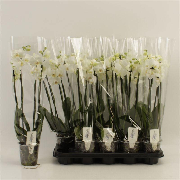 <h4>PHAL OV WIT</h4>