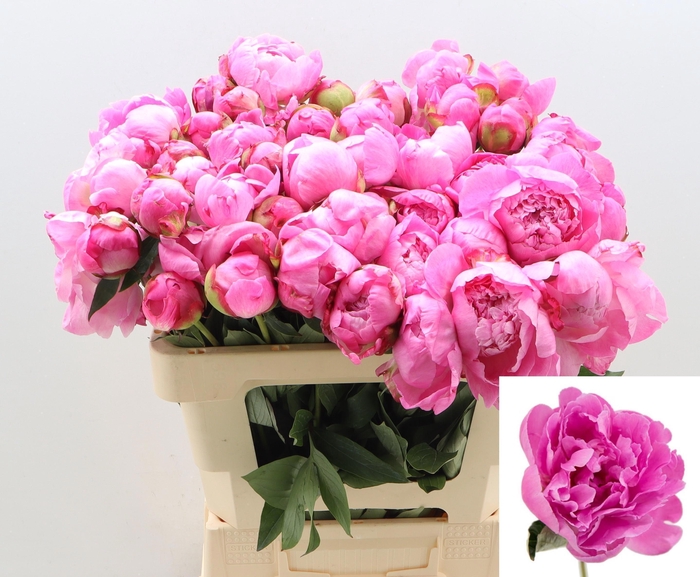 <h4>PAEO L ALEX FLEMING</h4>