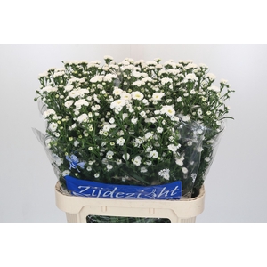 Aster Cassy
