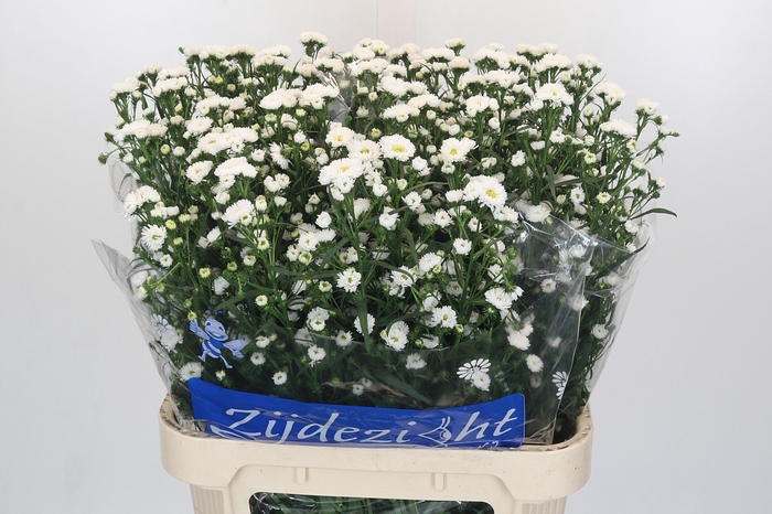 <h4>Aster Cassy</h4>