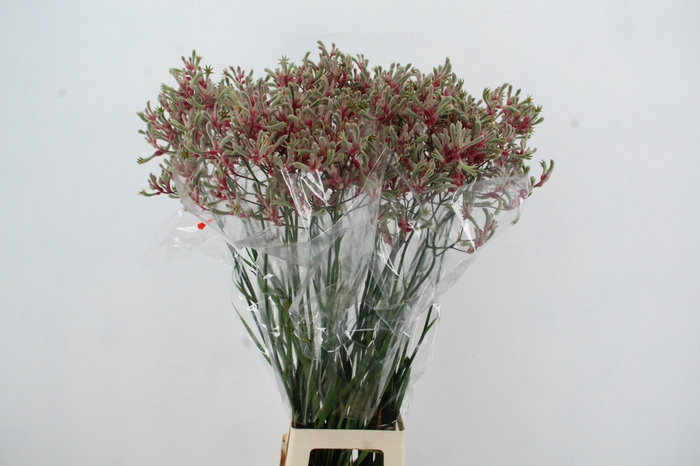 <h4>ANIGOZ ZOEY LINN 100CM</h4>