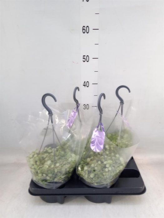 <h4>Peperomia pros.</h4>