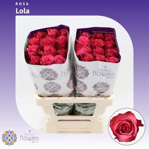 Rosa gr Ov Lola