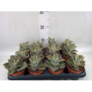 Kalanchoe NF beharensis