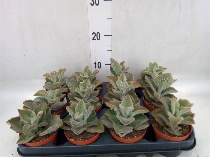 <h4>Kalanchoe NF beharensis</h4>