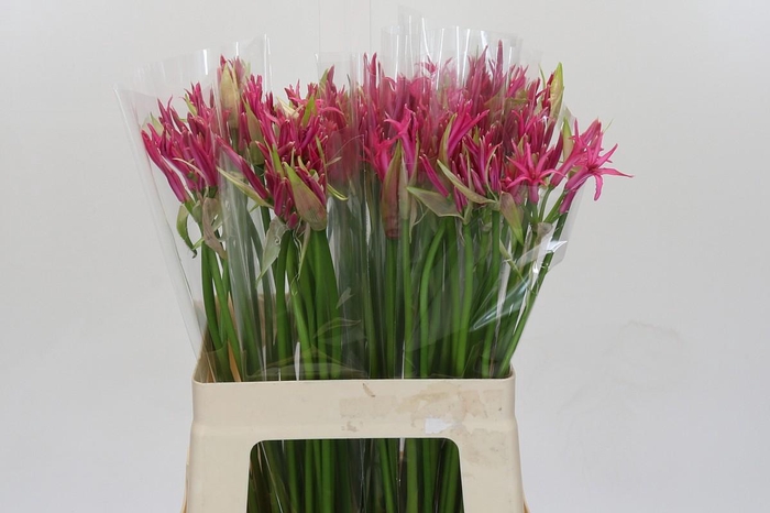 <h4>Nerine Alexandra</h4>