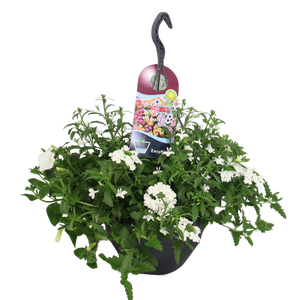 Hangpotten 27 waterreservoir mix 04 Witte mix