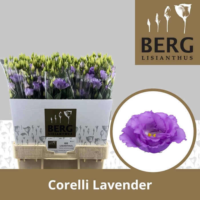 <h4>Lisianthus Corelli Lavender</h4>