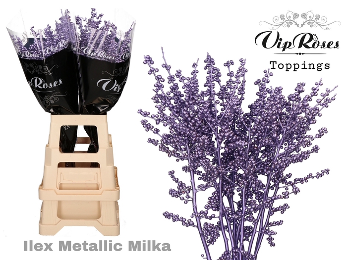 ILEX METALLIC MILKA 70 cm