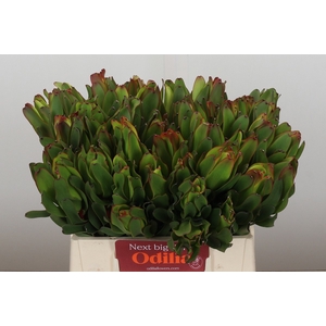 LEUCAD LAUREL YELLOW
