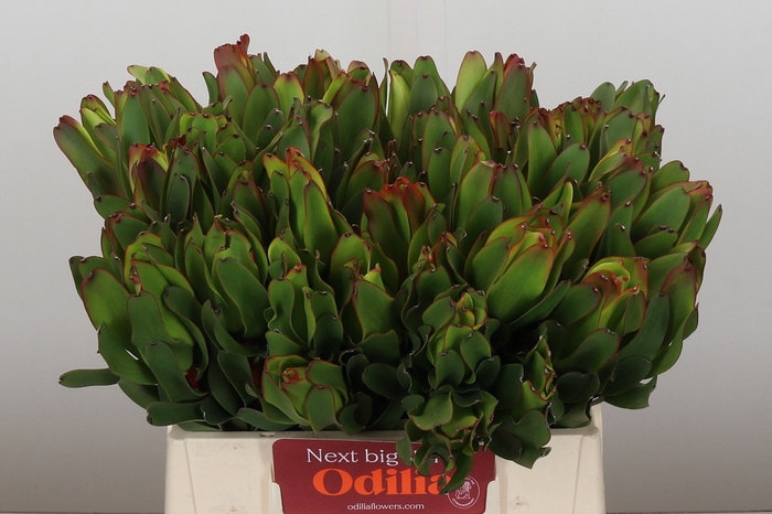<h4>LEUCAD LAUREL YELLOW</h4>