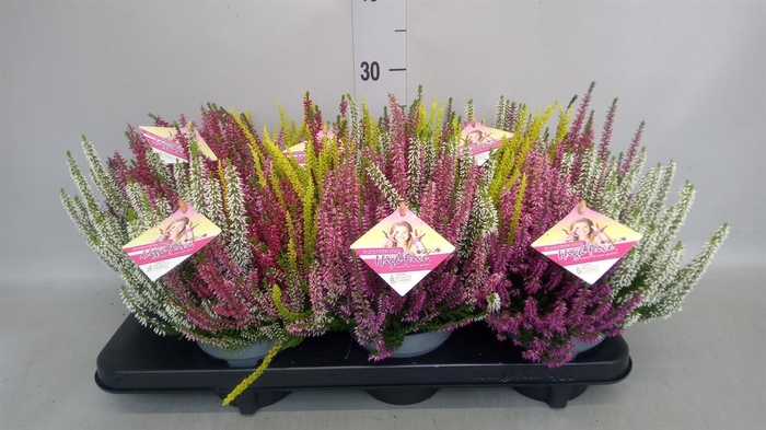 Calluna vulg. 'High Five'   ...mix