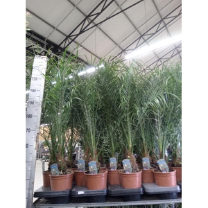 Phoenix roebelenii