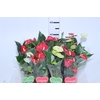 ANTHURIUM VARIADO P09