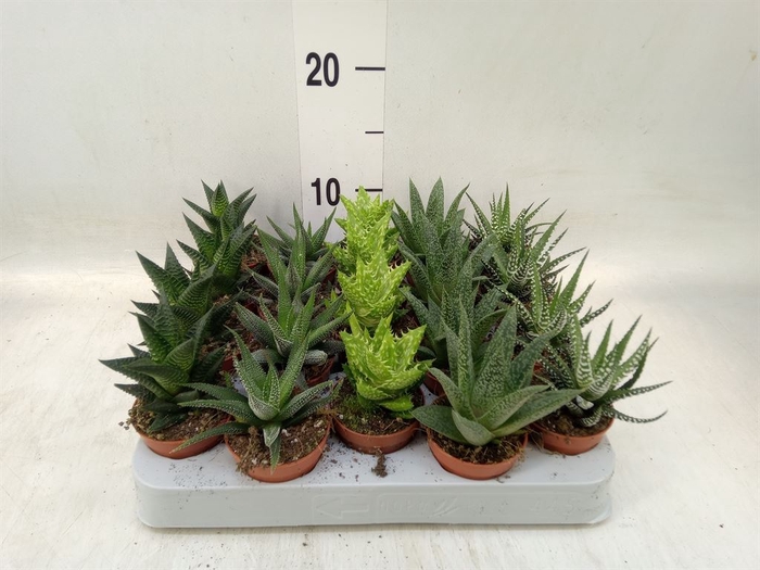 <h4>Aloe   ...mix</h4>