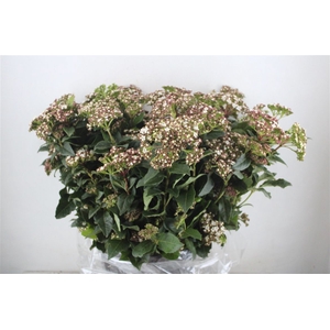 Viburnum Blooming White P Bunch