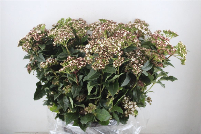 <h4>Viburnum Blooming White P Bunch</h4>