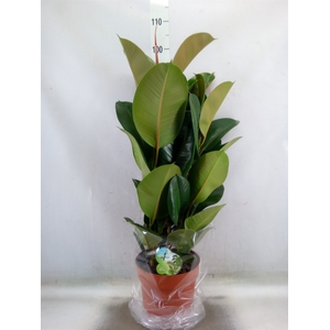 Ficus elastica 'Robusta'