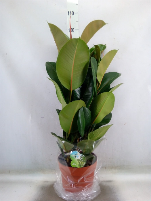 <h4>Ficus elastica 'Robusta'</h4>