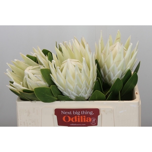 Protea Cyn. Ayoba Arctic Ice
