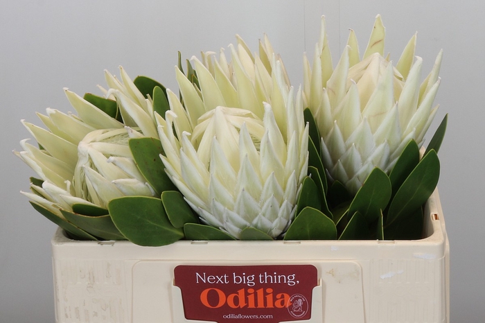 <h4>Protea Cyn. Ayoba Arctic Ice</h4>
