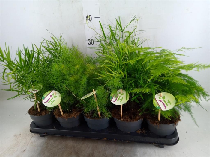 <h4>Asparagus   ...mix</h4>