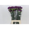 Dianthus St Cobalt Thrill