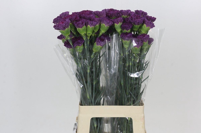 <h4>Dianthus St Cobalt Thrill</h4>