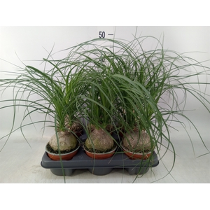 Beaucarnea recurvata