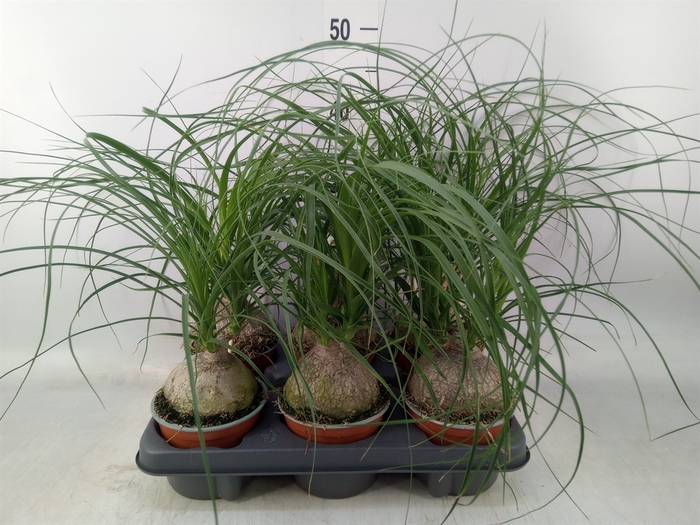 <h4>Beaucarnea recurvata</h4>