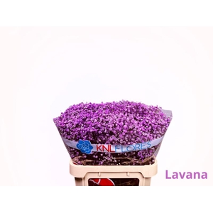 GYPS LAVENDER